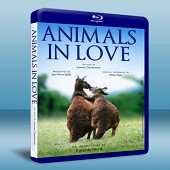 戀愛中的動物們 Animals in Love