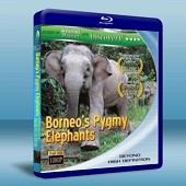 婆羅洲侏儒象 Borneo's Pygmy Elephants