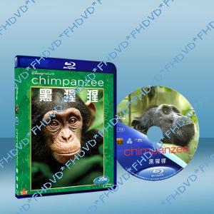 黑猩猩 Chimpanzee 