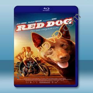  紅犬背包客 Red Dog 【2011】 藍光25G