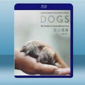 愛犬情深 DOGS 第1季 【1碟】 藍光25G