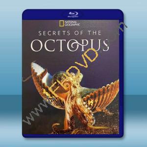 章魚的秘密 Secrets of the Octopus(2024)藍光25G T