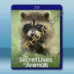 動物的秘密生活 The Secret Lives of Animals(2024)藍光25G 2碟		 