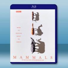 BBC 哺乳動物星球 Mammals(2024)藍光25G 2碟L